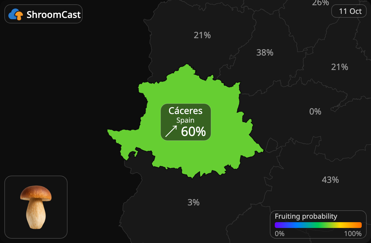 Cèpe Cáceres