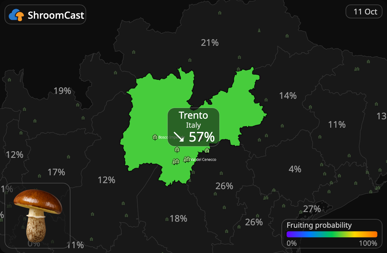 Bruine ringboleet Trento