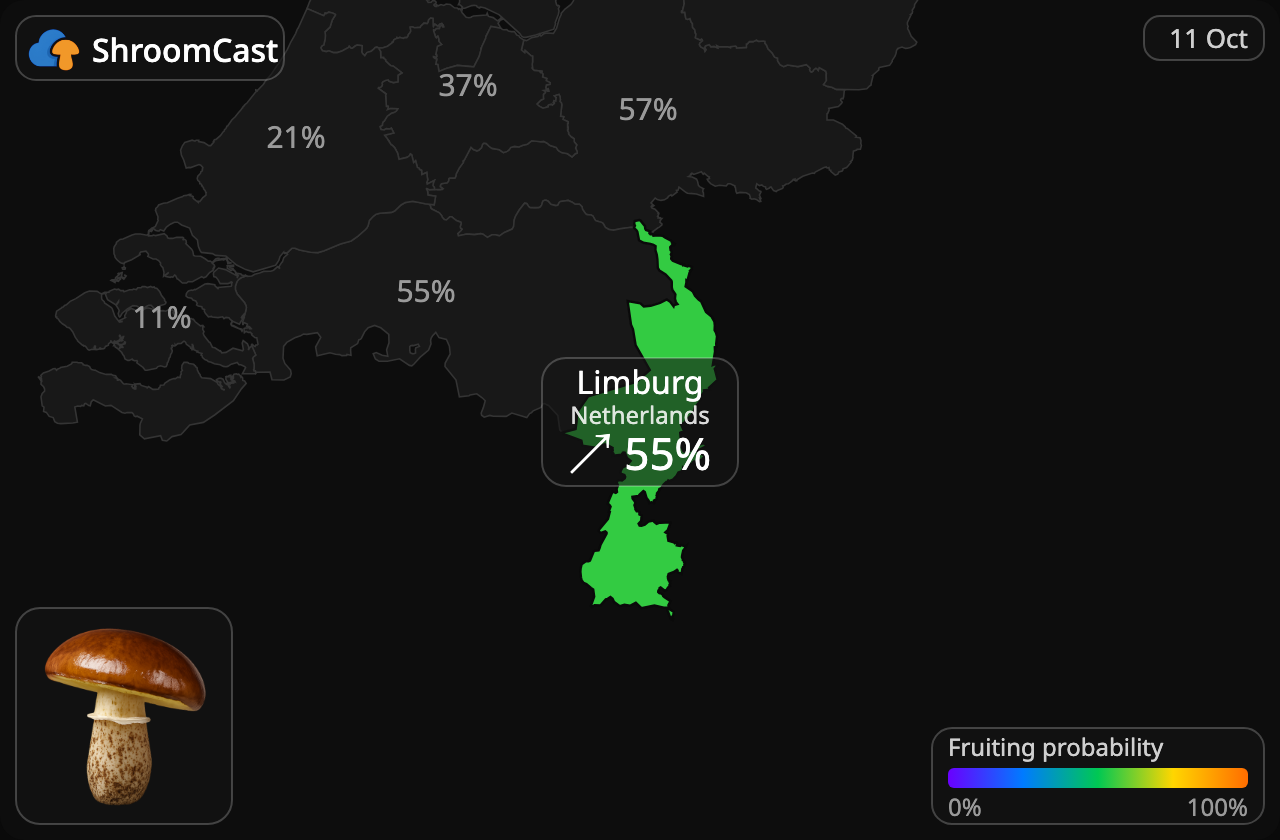 Brunringet rørhat Limburg