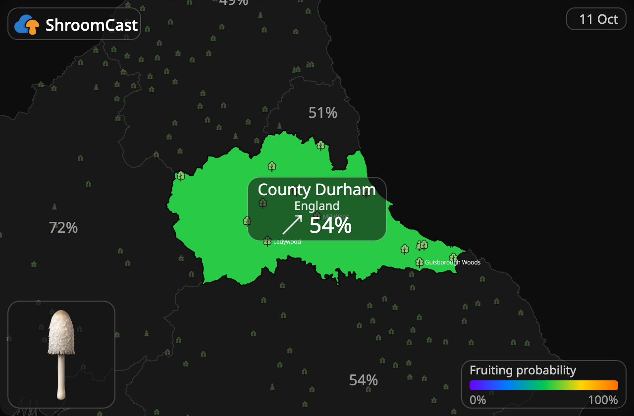 Fjällig bläcksvamp County Durham