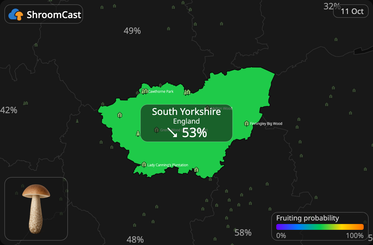 Birch Bolete South Yorkshire
