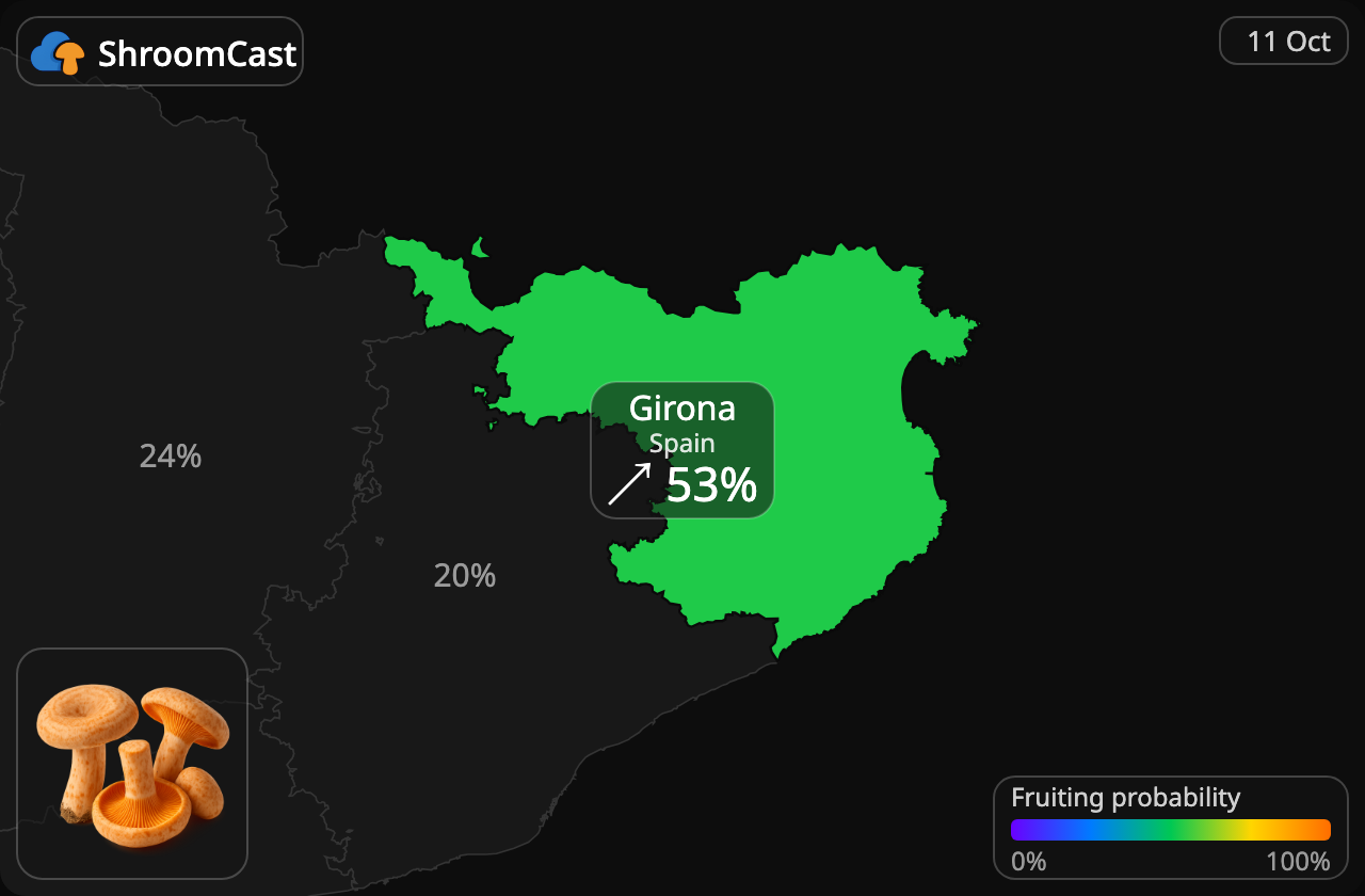 Rydz Girona