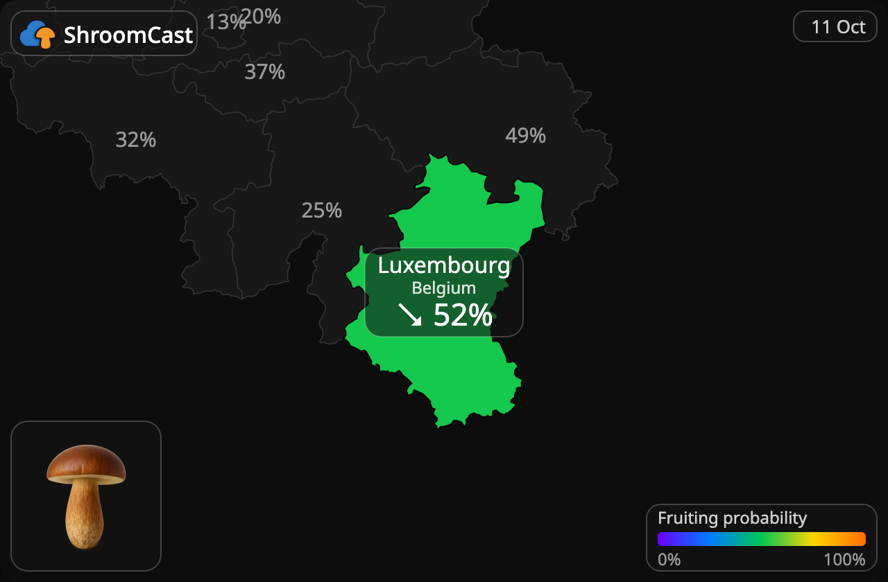 Brun rørhat Luxembourg