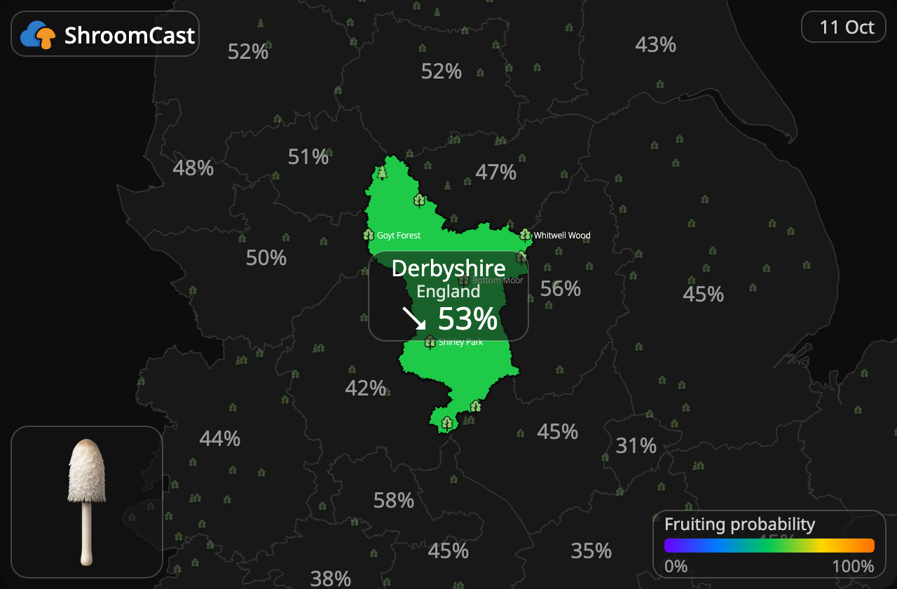 Гнойовик білий Derbyshire