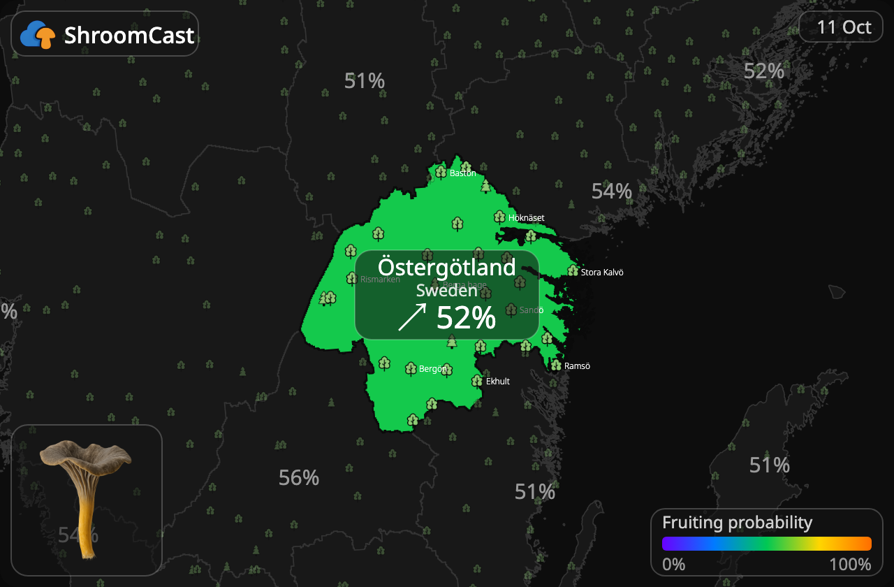 Trechtercantharel Östergötland