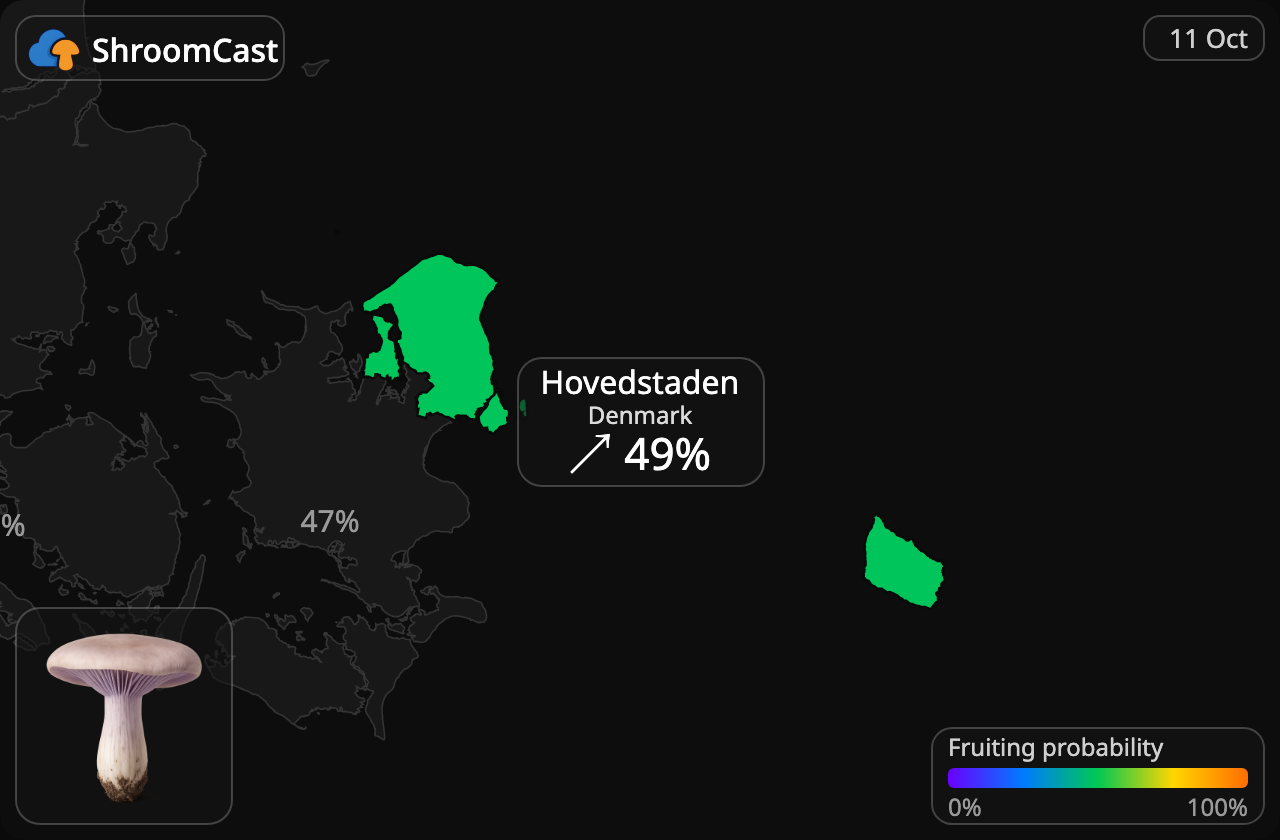 Gąsówka fioletowawa Hovedstaden
