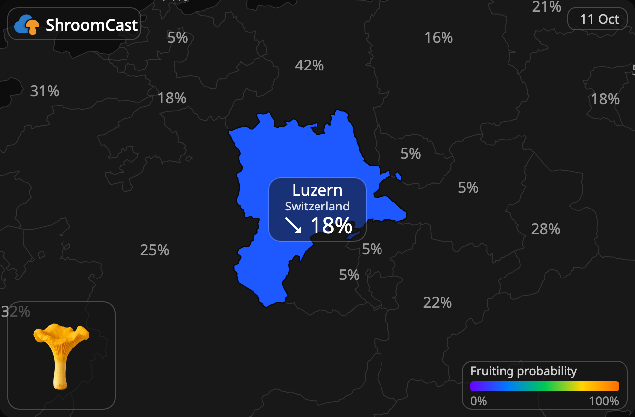 Rebozuelo Luzern
