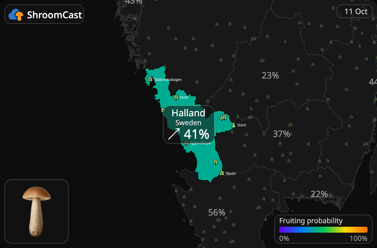 Boleto de abedul Halland
