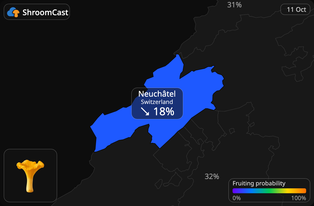 Rebozuelo Neuchâtel