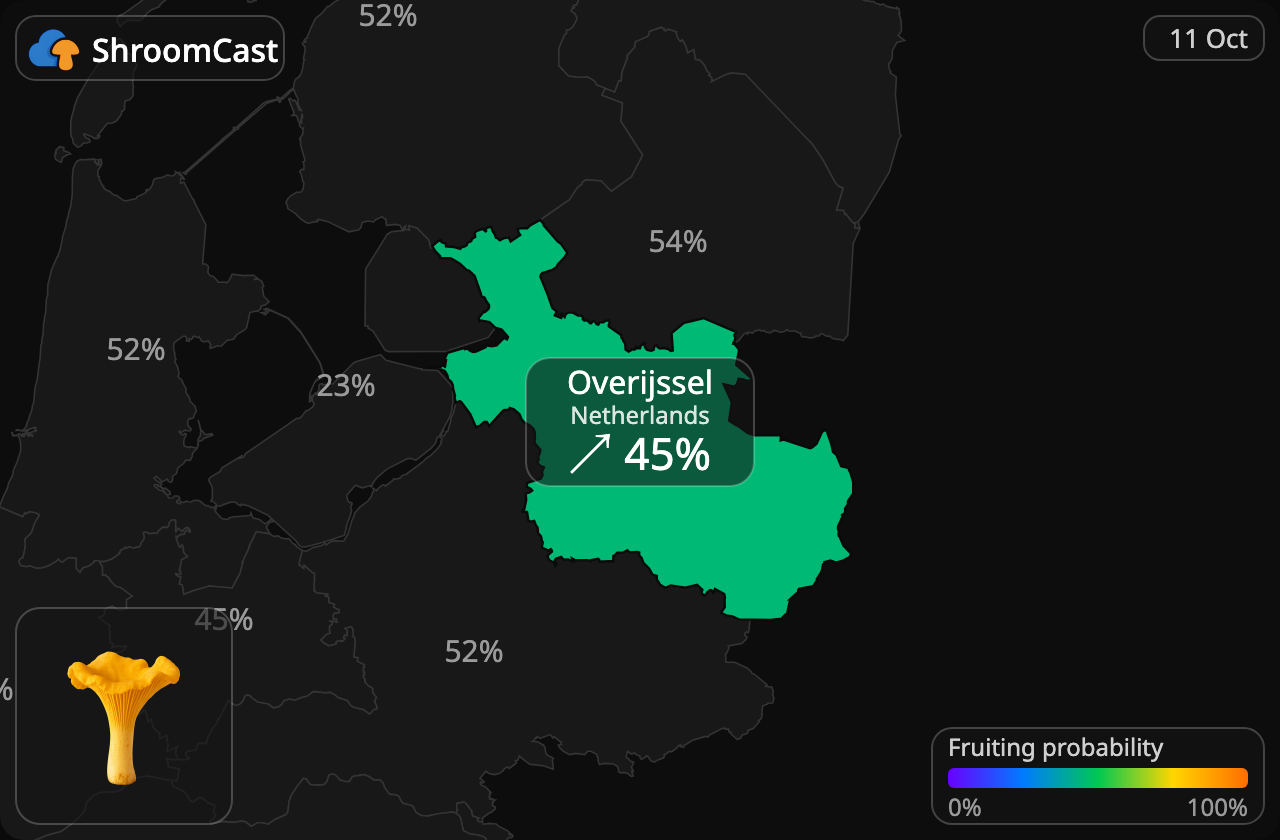 Rebozuelo Overijssel