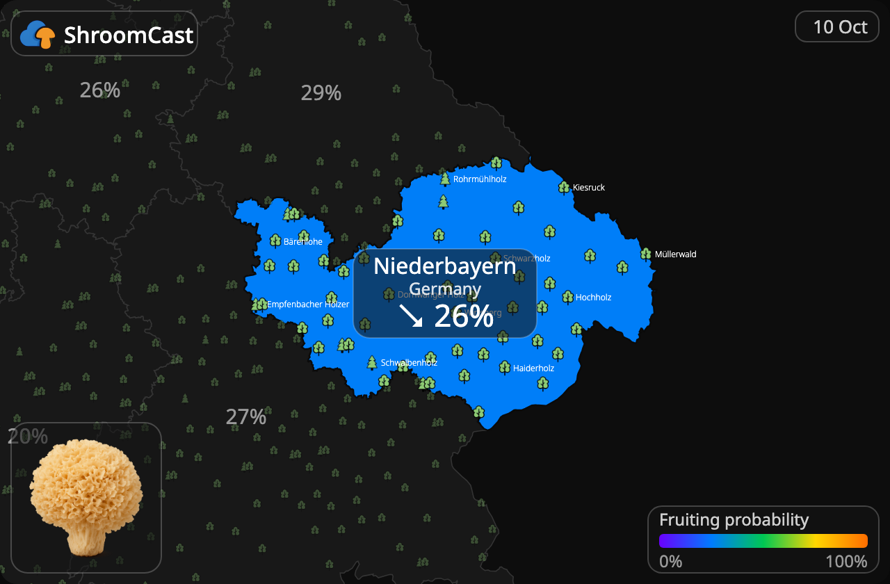 Seta coliflor Niederbayern