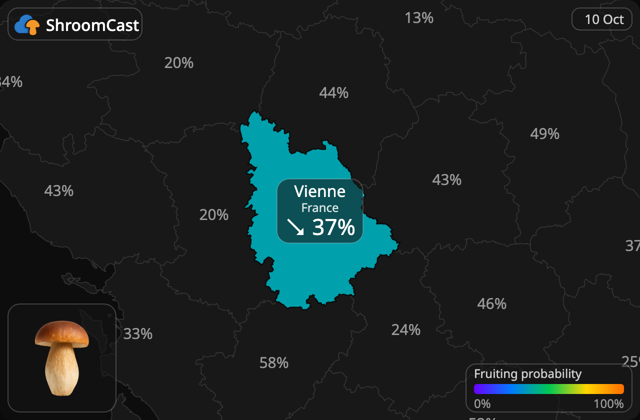 Boletus Vienne