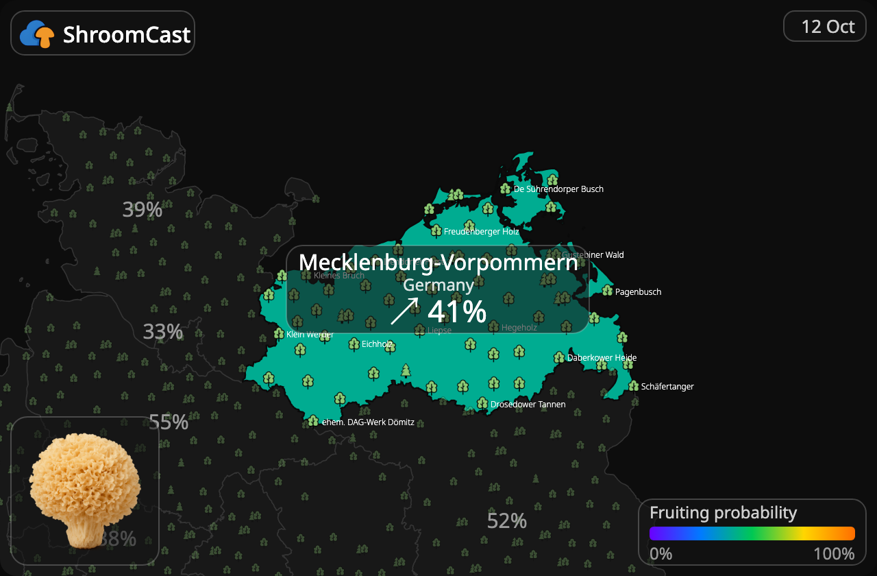 Seta coliflor Mecklenburg-Vorpommern