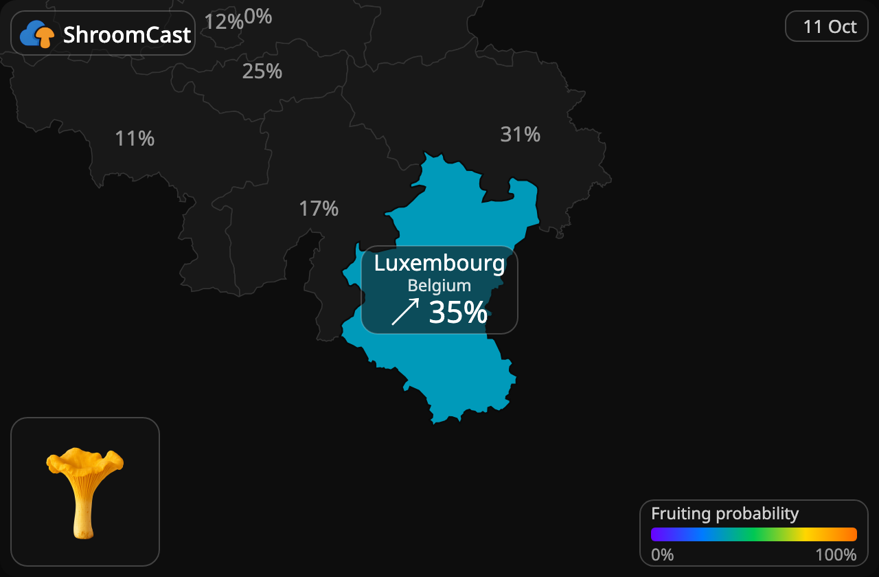 Rebozuelo Luxembourg
