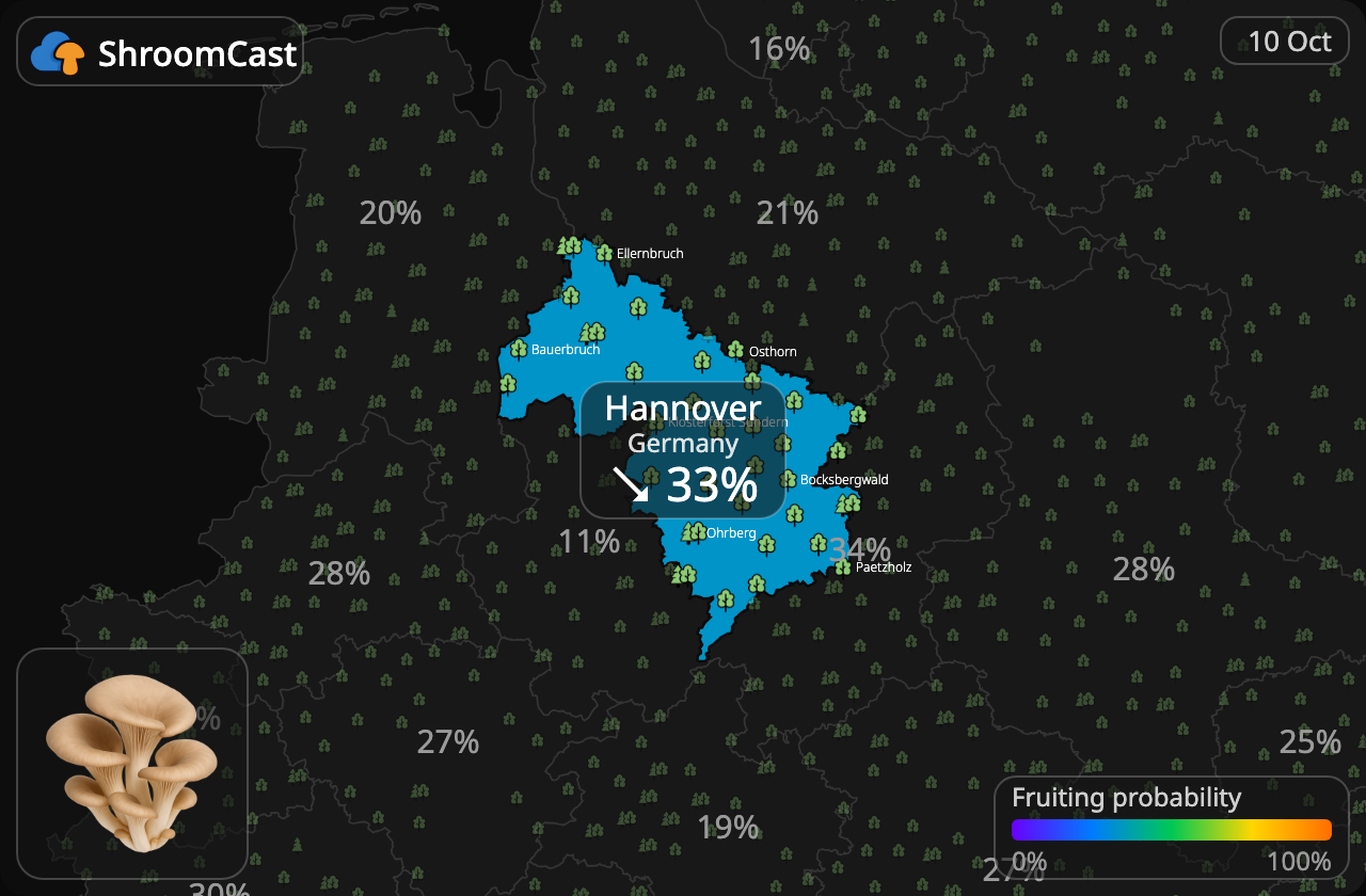 Seta de ostra Hannover