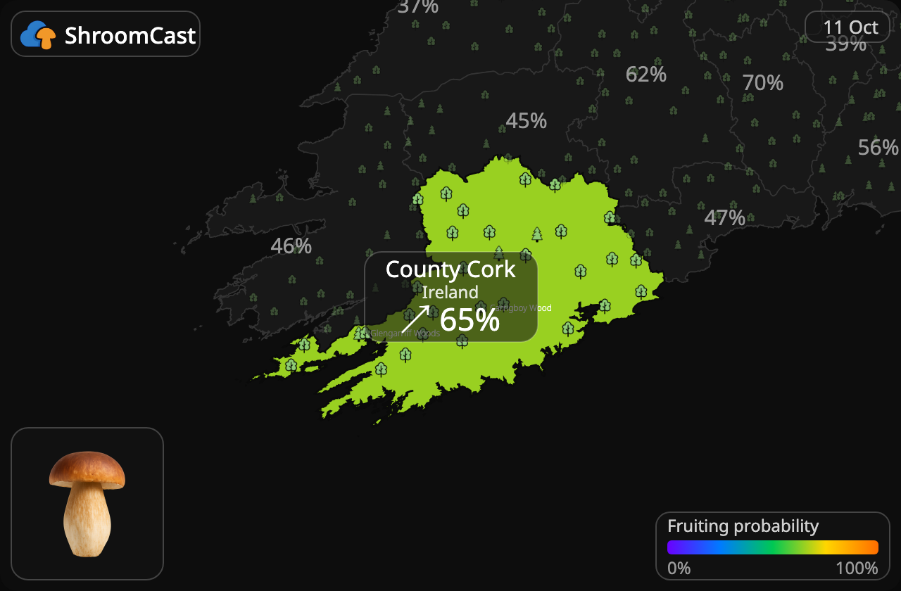 Boletus County Cork