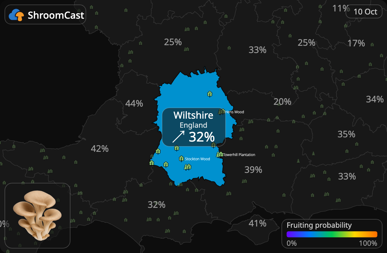 Seta de ostra Wiltshire