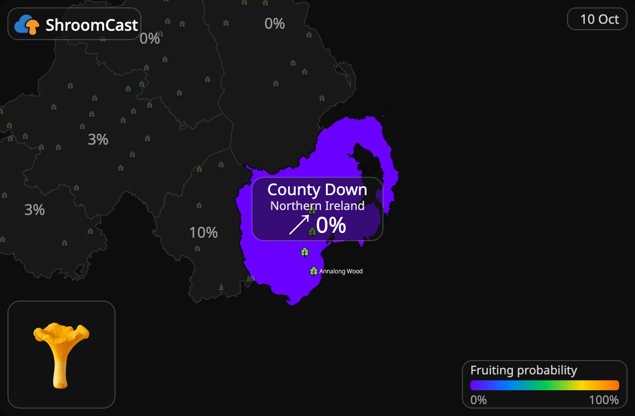 Rebozuelo County Down