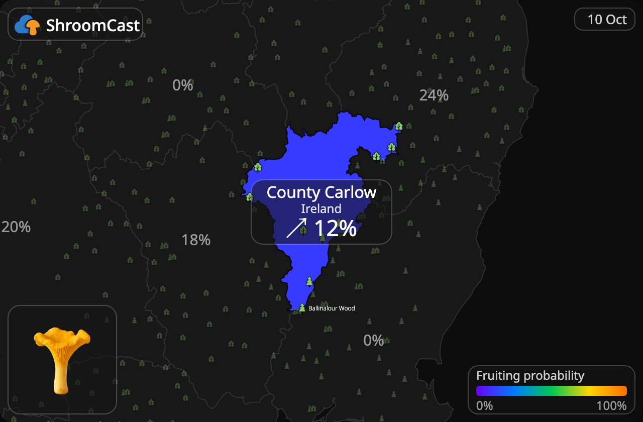 Rebozuelo County Carlow