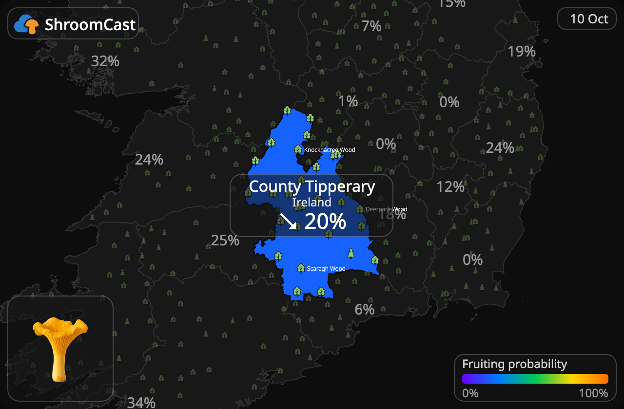 Rebozuelo County Tipperary