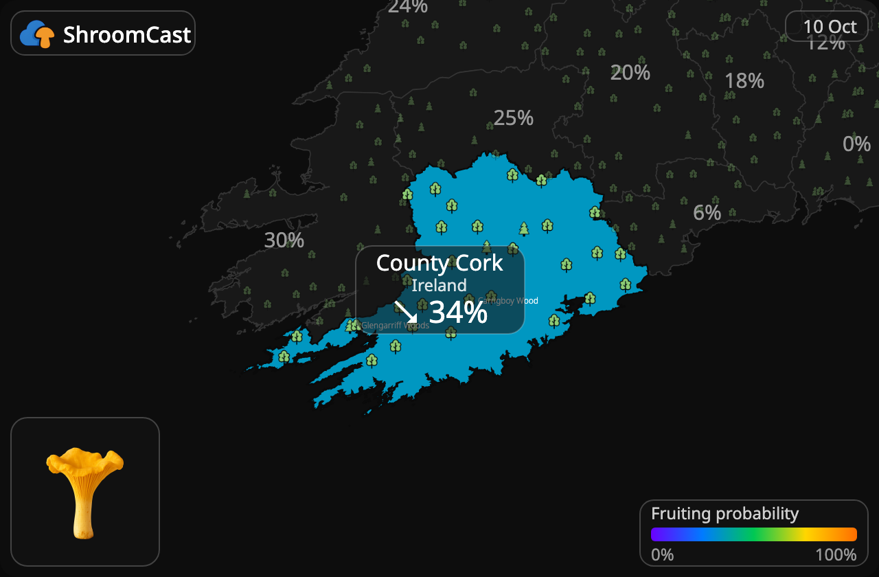 Rebozuelo County Cork