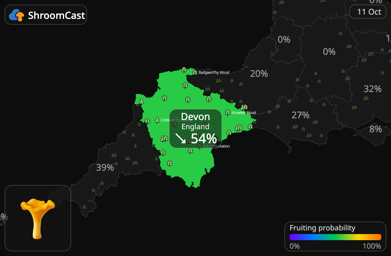 Rebozuelo Devon