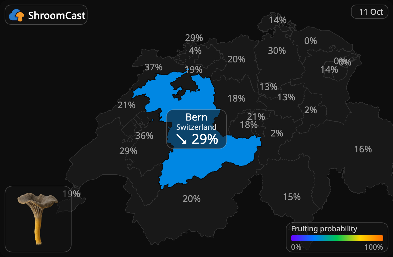 Angula de monte Bern