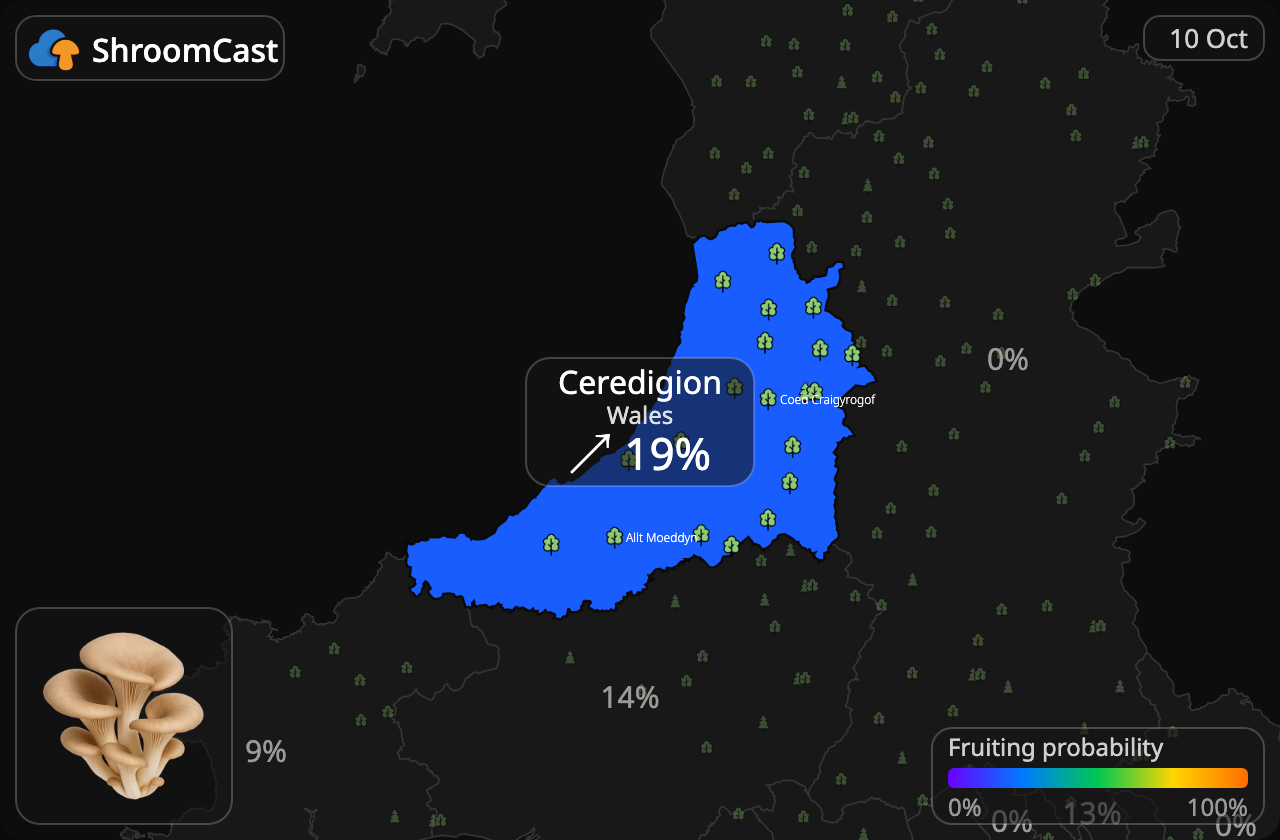 Seta de ostra Ceredigion