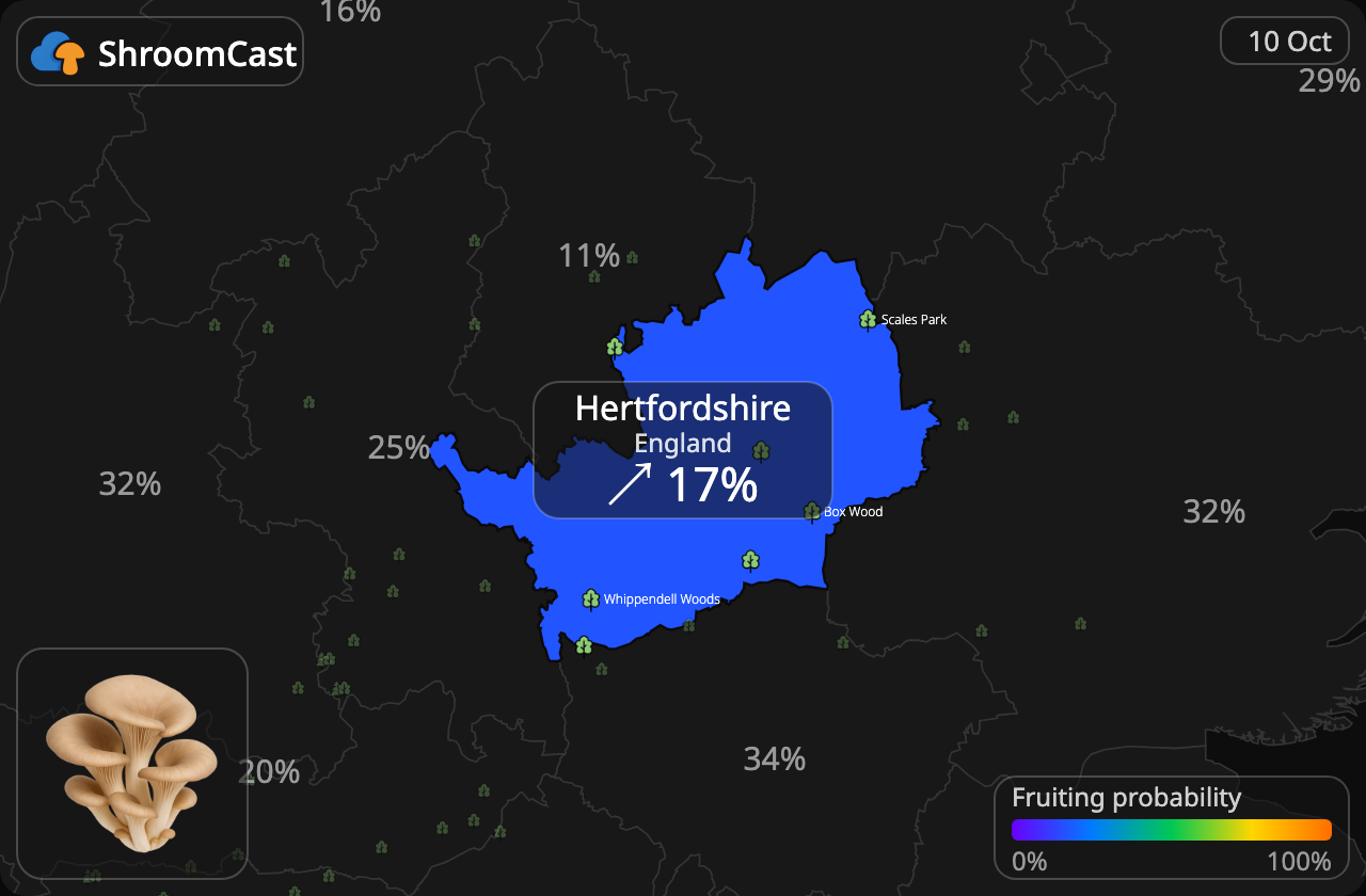 Seta de ostra Hertfordshire