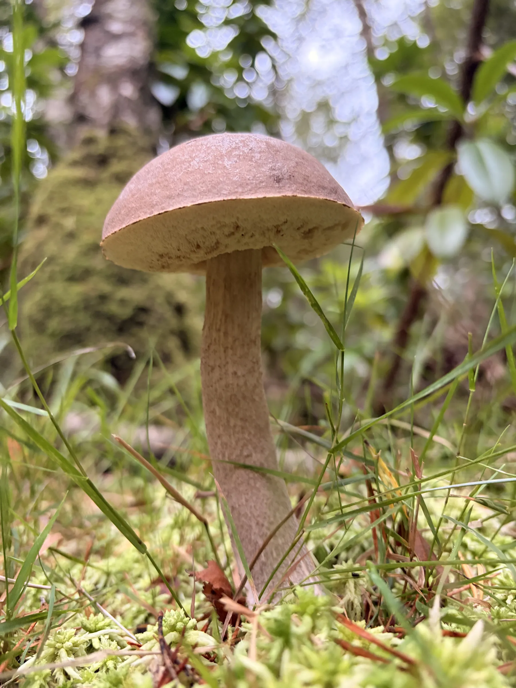 Un boletus entre el musgo